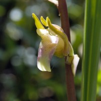 Eulophia nuda Lindl.